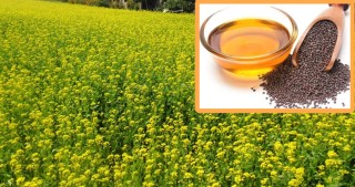 साल्ट ट्रेडिङ : 'दसैँअगावै तोरीको तेल उत्पादन गर्ने '