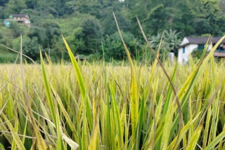 धान  खेतमा  राते रोगको प्रकोप : ‘यस वर्ष धानको भकारी रित्तै हुने भो’ 