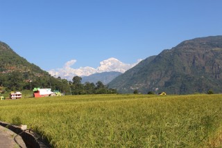 झुलेका धानका बाला : ' पृष्ठभूमिमा देखिएको धौलागिरि'