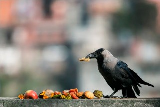 काग तिहार आज : " यमराजको दूतका रूपमा मीठा - मीठा खान दिएर मनाइँदै"