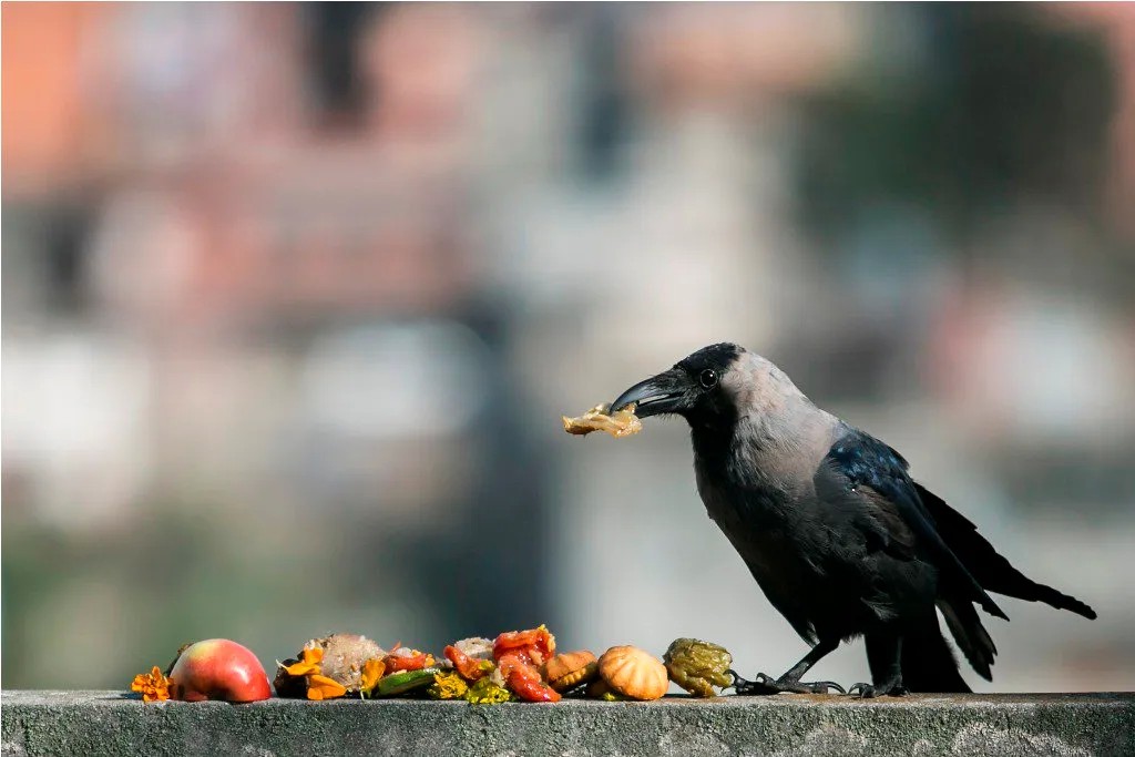 काग तिहार आज : " यमराजको दूतका रूपमा मीठा - मीठा खान दिएर मनाइँदै"