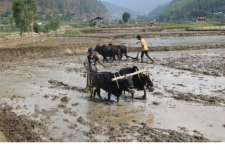 हाम्राे  कृषि संस्कृति  :    "  गाउँ घरका घर - घरमा हुने हलगोरु देखिन छाडे "