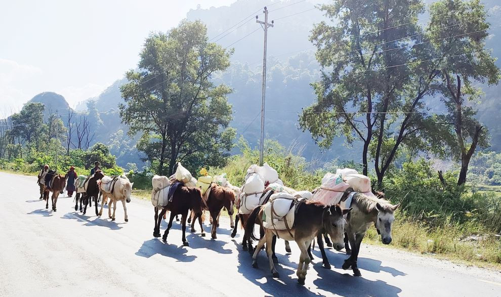 बर्खामा ग्रामीण सडक अबरूद्   : "  ढुवानी गर्न घोडा र खच्चडकै भर "