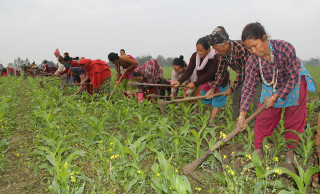  बजेट  : २०८१ देखि २०९१ लाई कृषि दशक मनाइने