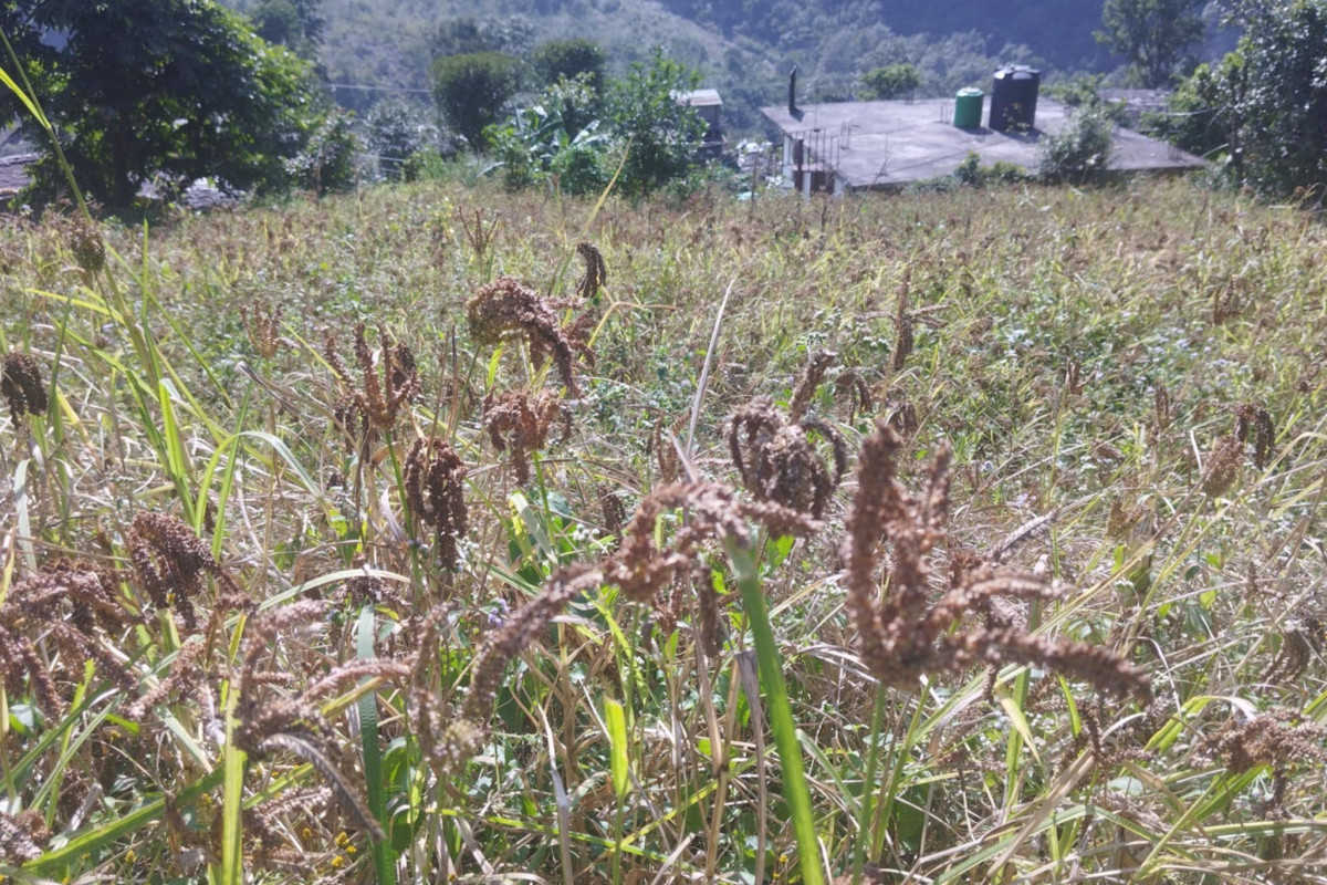 कृषिमा कृषककाे चासाे  : ' म्याग्दीको ग्रामीण भेगमा कोदोखेती विस्तार '