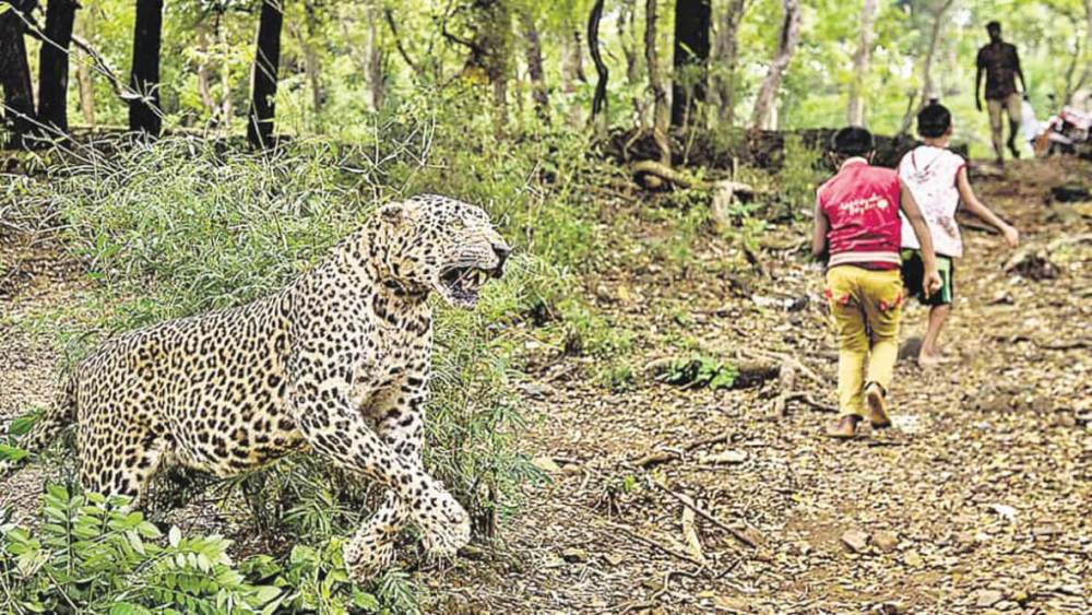 वन्यजन्तु  - मानव द्वन्द्व  बढ्दाे   :  " छ महिना यता दश जनाको मृत्यु  "