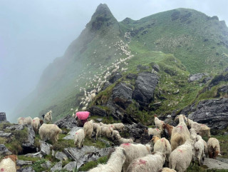 गर्मी मौसम सुरु   : ' चरणका लागि भेडाका बथान  हिमाली भेगतर्फ '