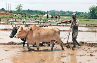 हलगोरु पाल्ने १७८  किसान : ' गाउँपालिकाबाट पाए पोषणभत्ता '