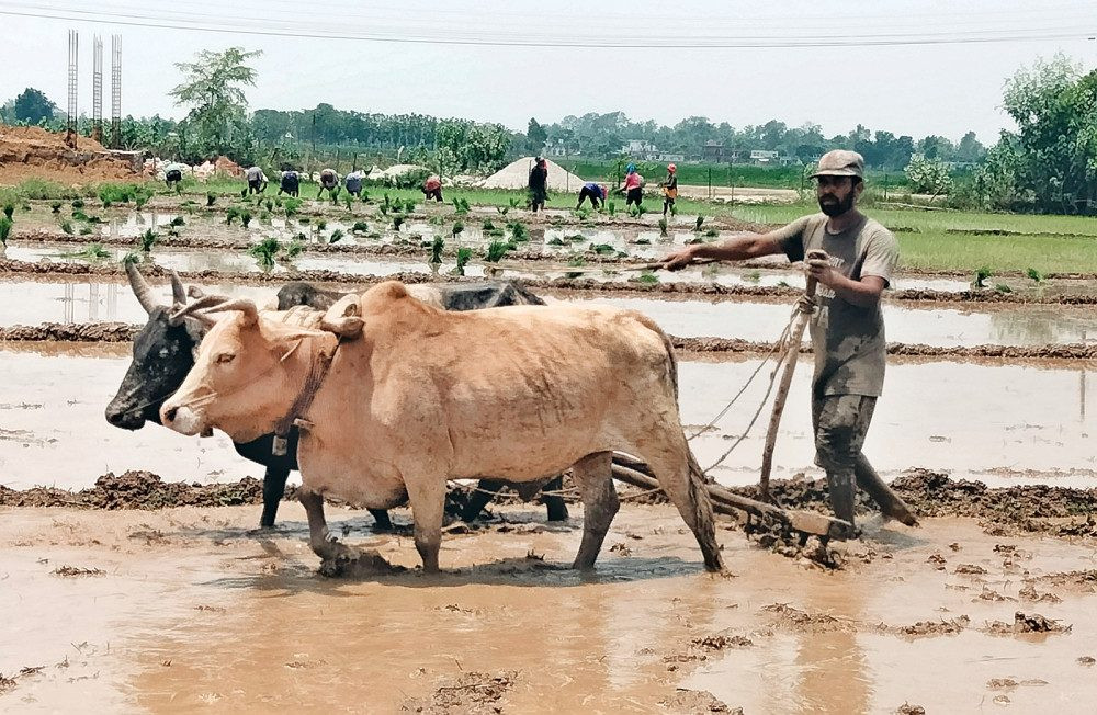 हलगोरु पाल्ने १७८  किसान : ' गाउँपालिकाबाट पाए पोषणभत्ता '