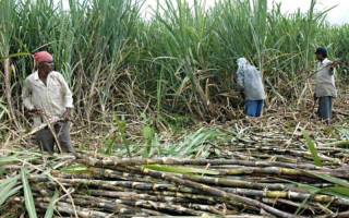 ब्यवसायमा विश्वास : मेहनत गर्नुपर्छ - ' आम्दानीका स्रोत भेटिन्छन् '