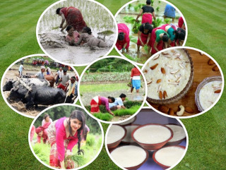 ' धान बालीमा सघनता : खाद्य सुरक्षा र आत्मनिर्भरता' भन्ने नाराका साथ मनाइँदै