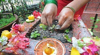 आषाढ शुक्ल एकादशी  : ' तुलसीको बिरुवा सारिँदै '
