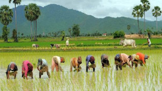 ' देशभर करिब ७२ प्रतिशत धान रोपाइँ सम्पन्न '  : कृषि मन्त्रालय