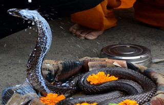 नागपञ्चमी पर्व आज : ' नागको पूजाआराधना गरी देशभर मनाइँदै '
