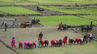 धान दिवस :  ' रोपाइँ महोत्सवका साथ मनाइँदै '