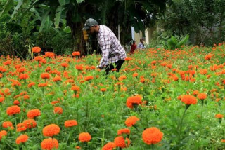 दमौलीका दुई युवाले सयपत्री जातका फूलखेती स्वदेशमै सुरु